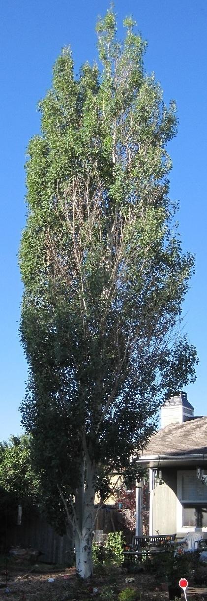 Photo of Aspen (Populus tremula 'Erecta') uploaded by Skiekitty