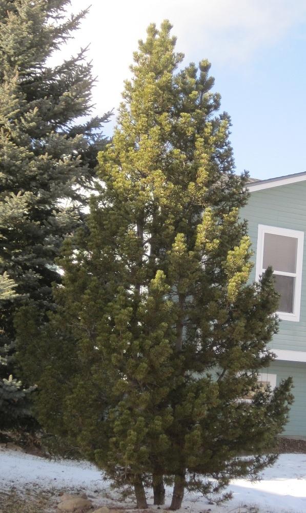 Photo of Two-Needle Pinon Pine (Pinus edulis) uploaded by Skiekitty