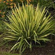Photo of Adam's Needle (Yucca filamentosa 'Color Guard') uploaded by vic
