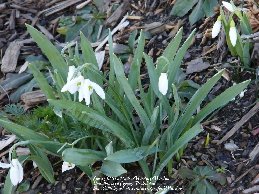 Photo of Snowdrop (Galanthus nivalis) uploaded by Marilyn