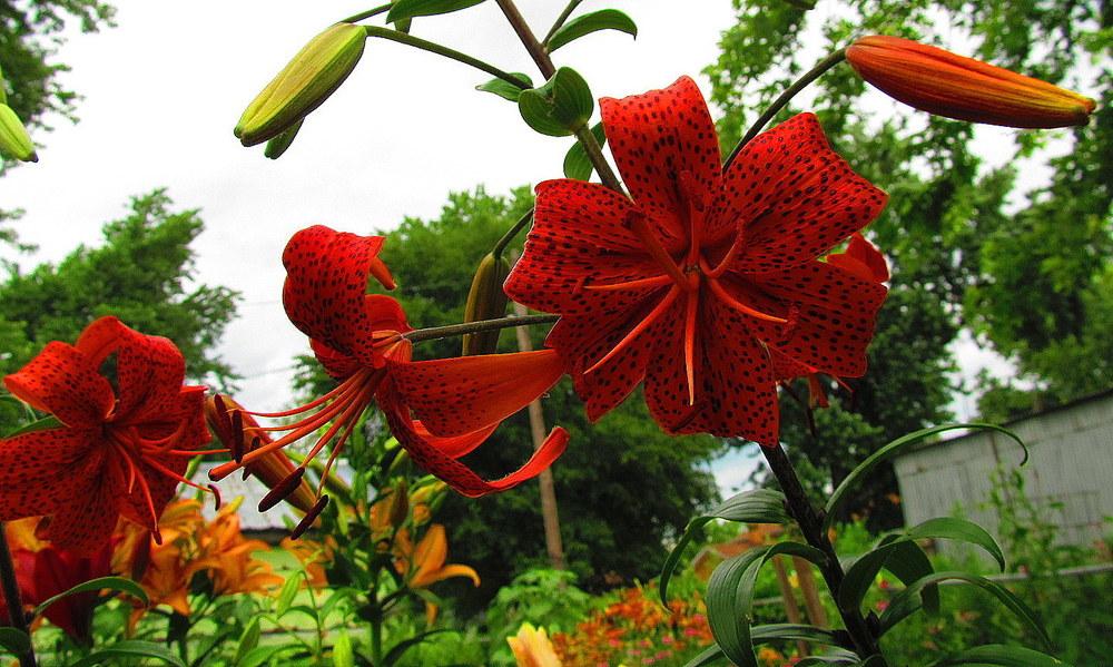 Photo of Lily (Lilium 'Blood Tiger') uploaded by jmorth