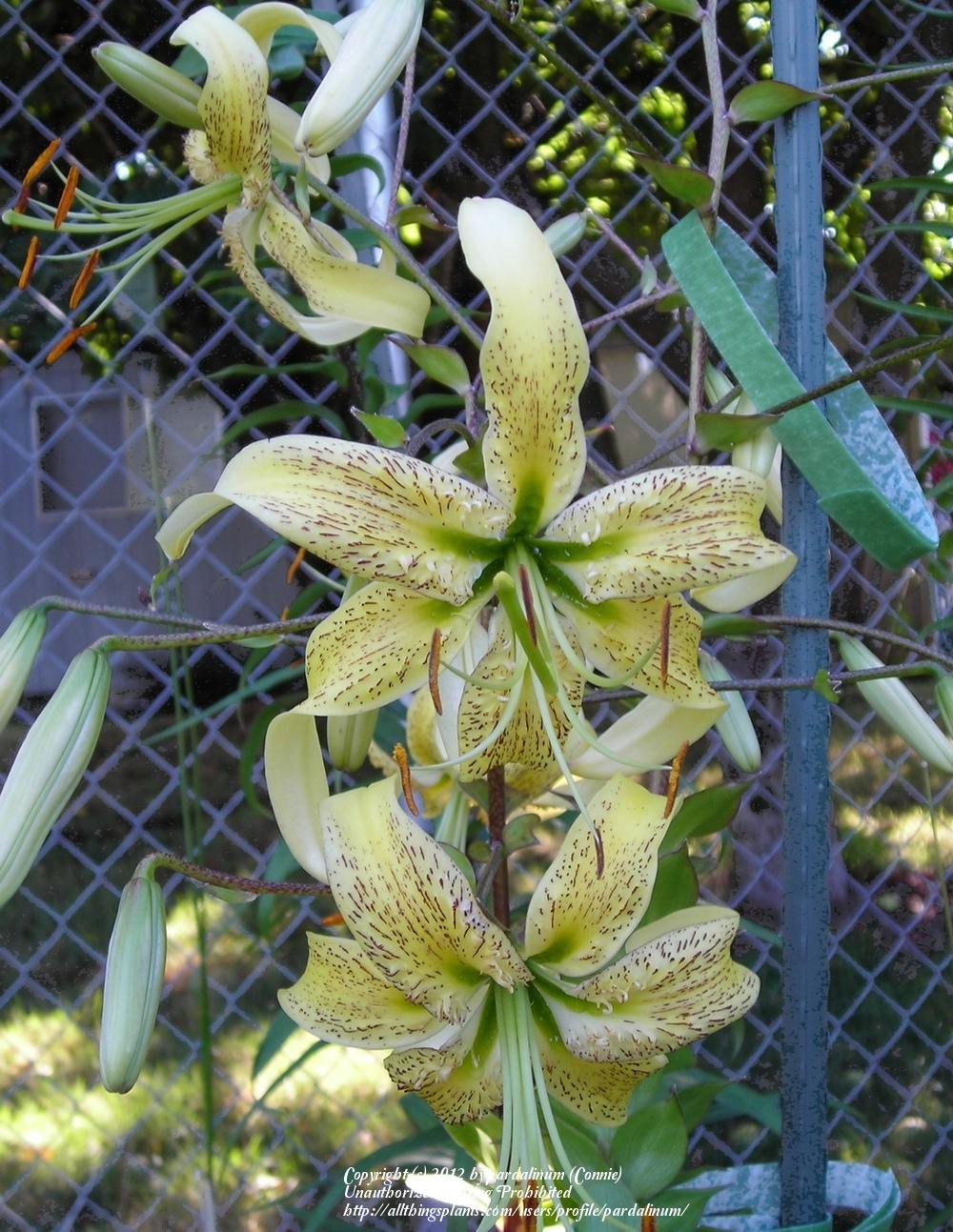 Photo of Henry's Lily (Lilium henryi) uploaded by pardalinum