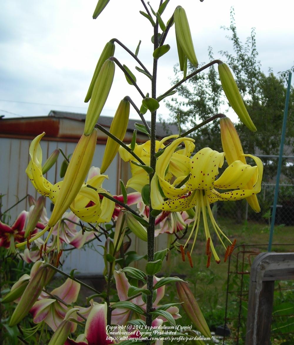 Photo of Tiger Lily (Lilium lancifolium) uploaded by pardalinum