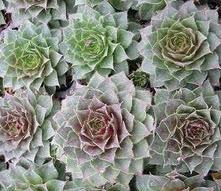 Photo of Hen and Chicks (Sempervivum 'Rubin') uploaded by vic