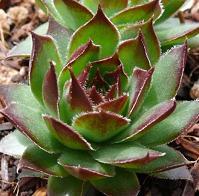 Photo of Hen and Chicks (Sempervivum 'Black') uploaded by vic