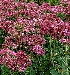 Photo of Stonecrop (Hylotelephium spectabile 'Autumn Fire') uploaded by vic