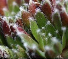 Photo of Hen and Chicks (Sempervivum 'Jade Rose') uploaded by vic