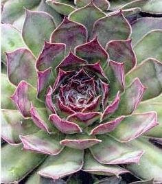 Photo of Hen and Chicks (Sempervivum 'Black') uploaded by vic