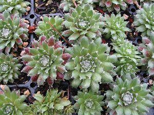 Photo of Hen and Chicks (Sempervivum 'Jade Rose') uploaded by vic