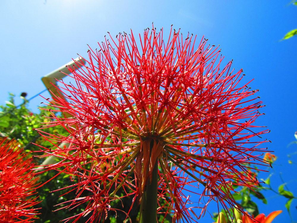 Photo of Blood Lilies (Scadoxus) uploaded by jmorth