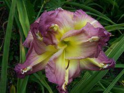Photo of Daylily (Hemerocallis 'Almost Indecent') uploaded by vic