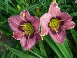 Photo of Daylily (Hemerocallis 'Always Afternoon') uploaded by vic