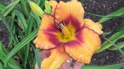 Photo of Daylily (Hemerocallis 'All American Tiger') uploaded by vic