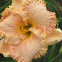 
   Photo Courtesy of Ellies Daylilies Used with Permission