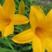   Photo Courtesy of Ellies Daylilies Used with Permission