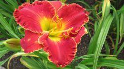 Photo of Daylily (Hemerocallis 'Best In Class') uploaded by vic