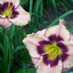 
Photo Courtesy of Ellies Daylilies Used with Permission