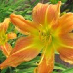 
   Photo Courtesy of Ellies Daylilies Used with Permission
