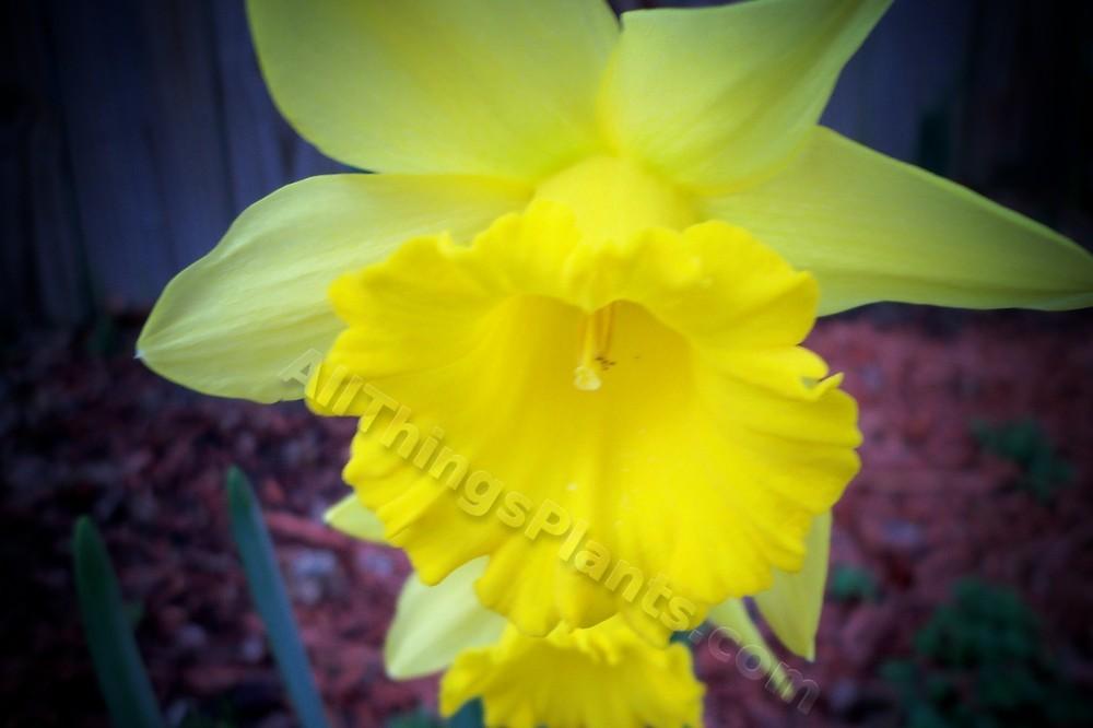Photo of Trumpet Narcissus (Narcissus 'King Alfred') uploaded by virginiarose