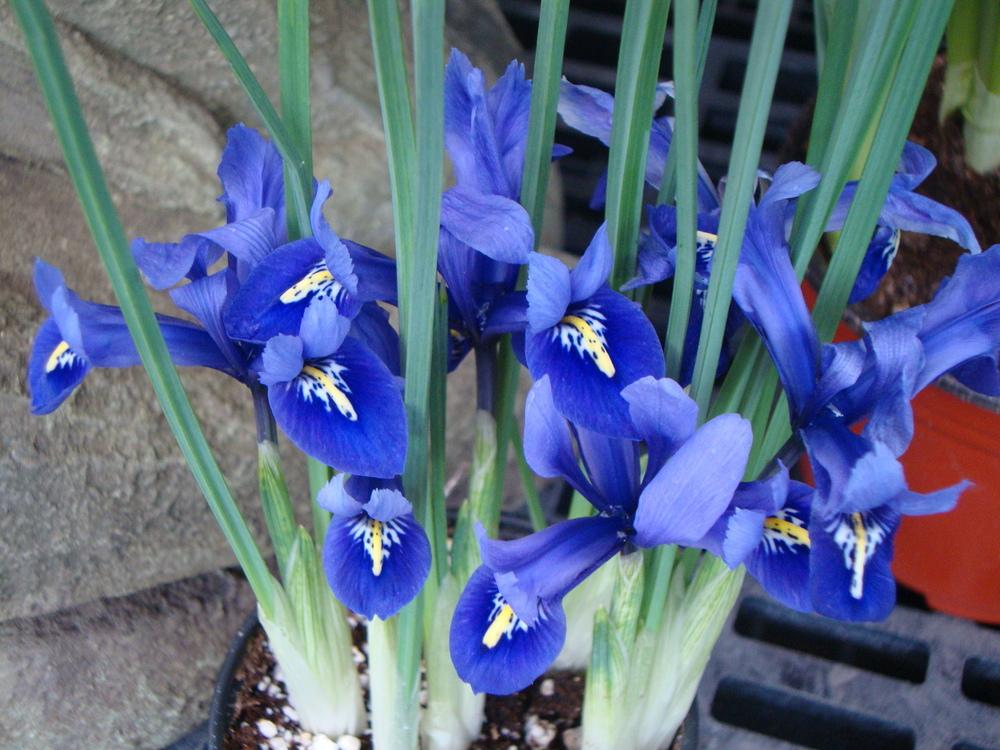 Photo of Reticulated Iris (Iris reticulata) uploaded by Paul2032