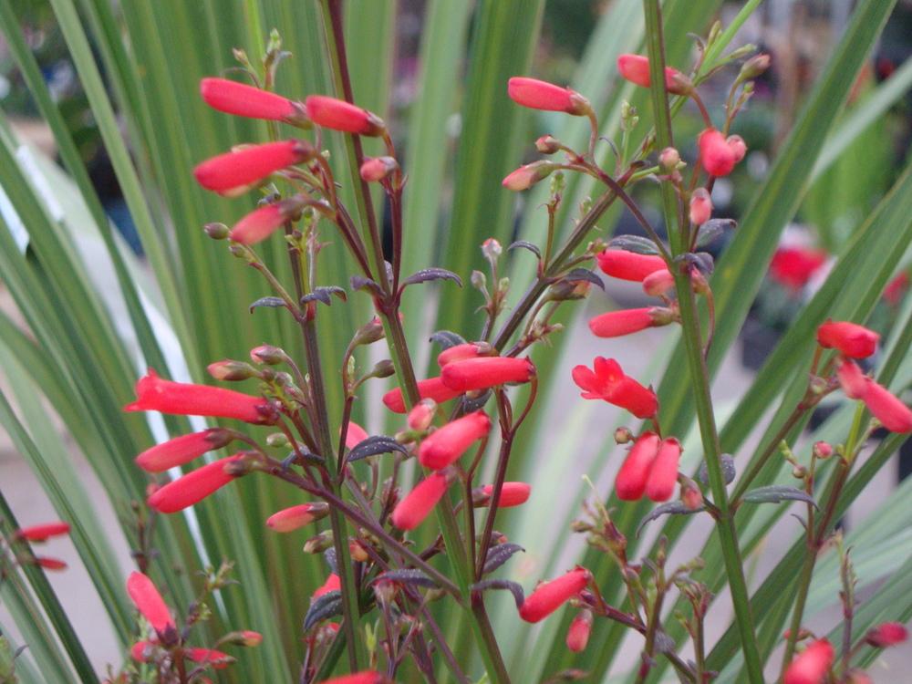 Photo of Firecracker Plant (Russelia equisetiformis) uploaded by Paul2032