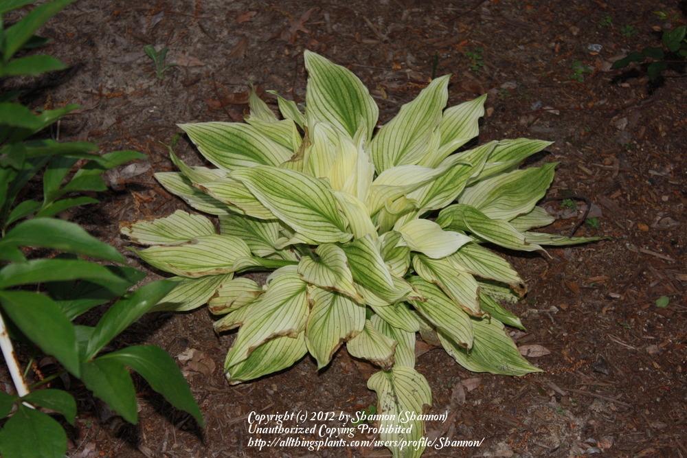 Photo of Hosta 'White Feather' uploaded by Shannon
