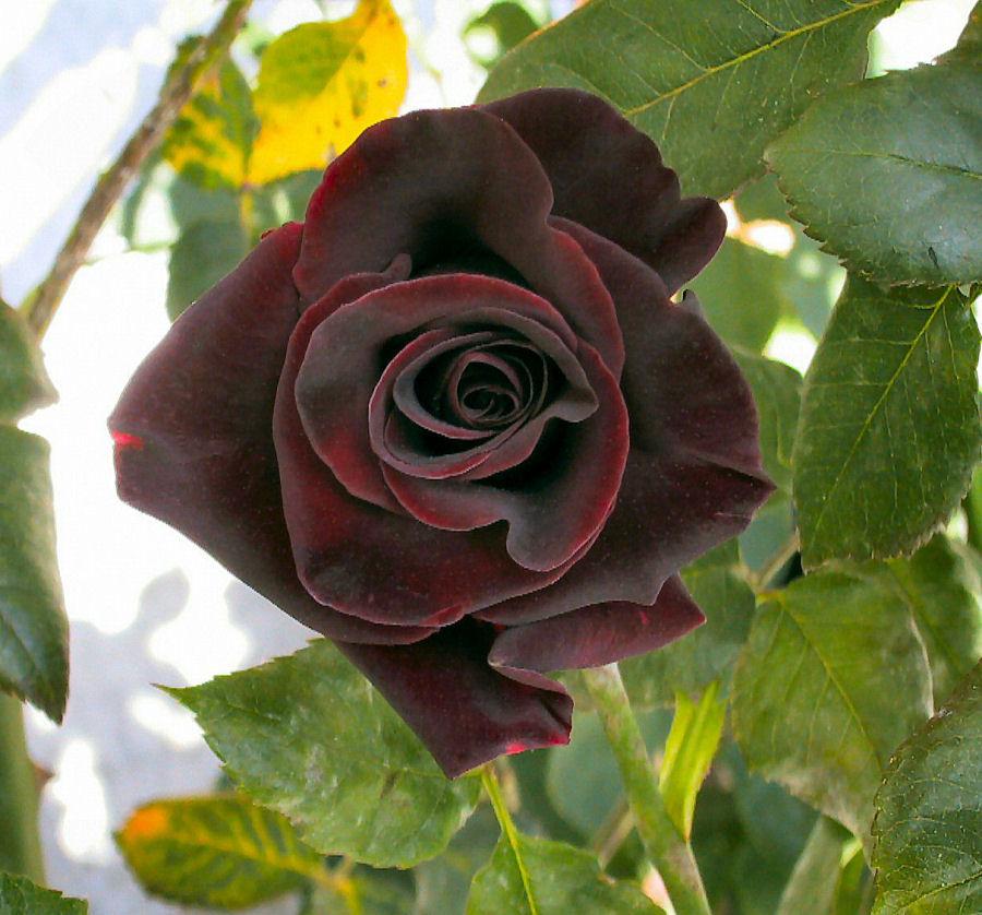 Photo of Rose (Rosa 'Black Magic') uploaded by Strever