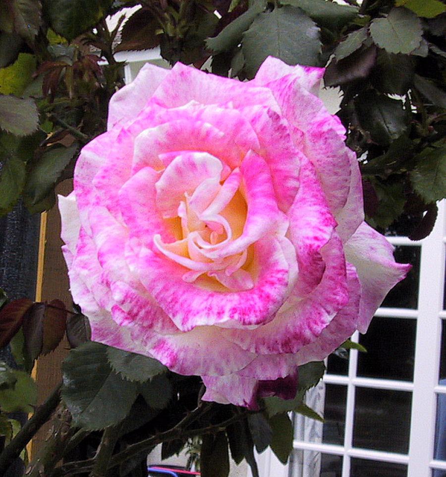 Photo of Hybrid Tea Rose (Rosa 'Double Delight') uploaded by Strever