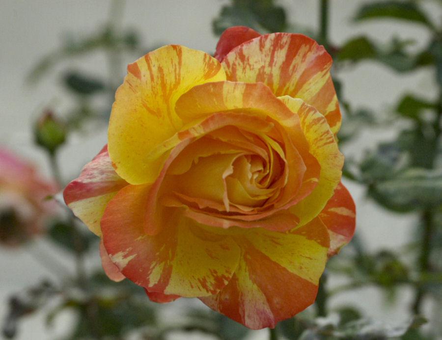 Photo of Rose (Rosa 'Tropical Sunset') uploaded by Strever