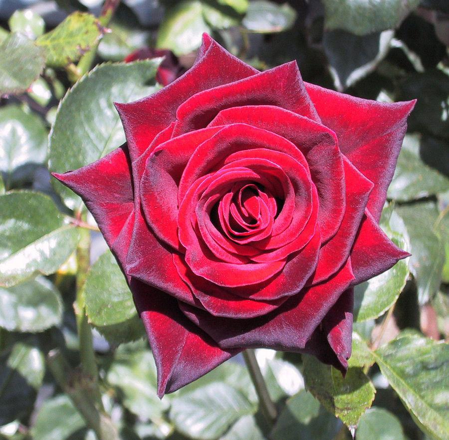 Photo of Rose (Rosa 'Black Magic') uploaded by Strever