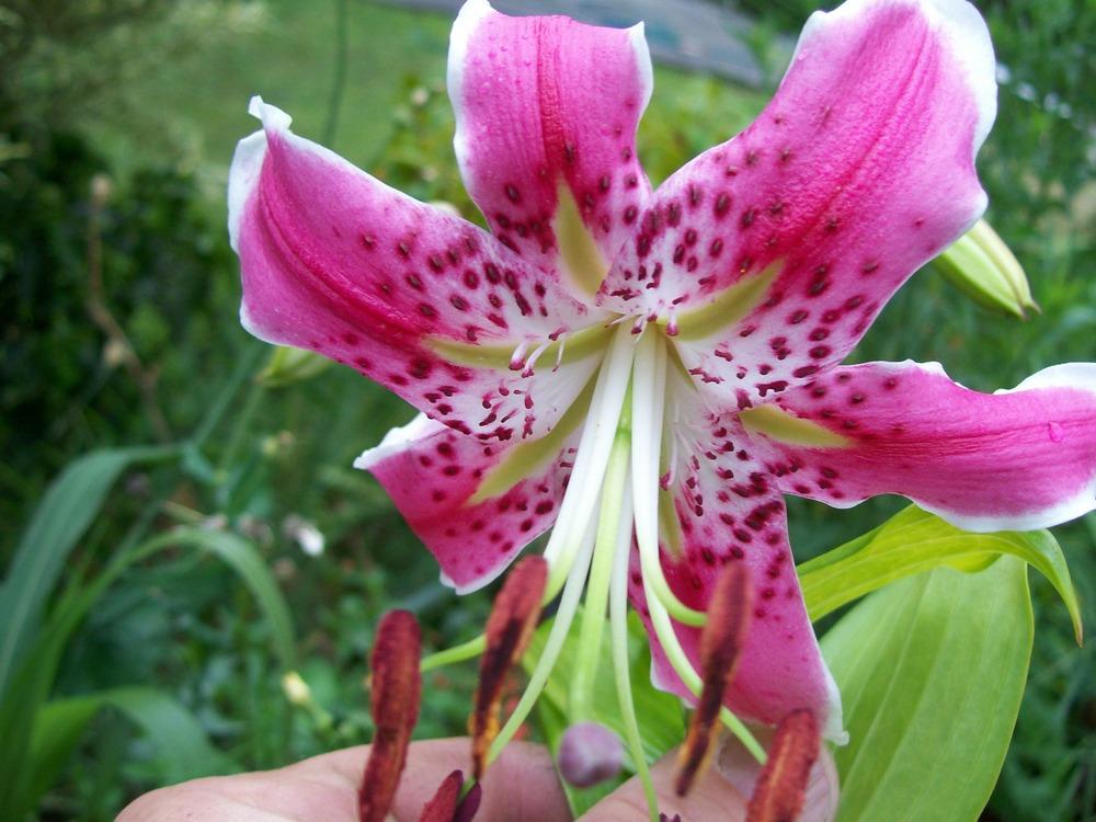 Photo of Rubrum Lily (Lilium speciosum var. speciosum) uploaded by gwhizz