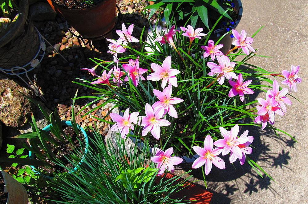 Photo of Rain Lilies (Zephyranthes) uploaded by jmorth