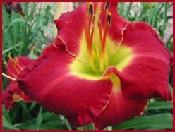 Photo of Daylily (Hemerocallis 'Mississippi Red Bed Beauty') uploaded by vic
