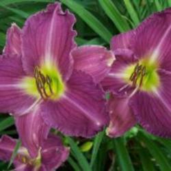 
Photo Courtesy of Ellies Daylilies Used with Permission