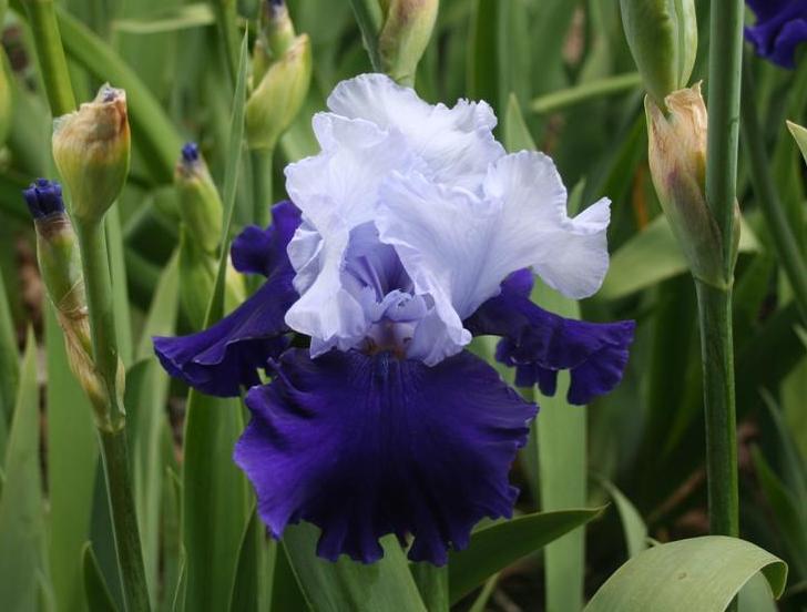 Photo of Tall Bearded Iris (Iris 'Over Alaska') uploaded by KentPfeiffer