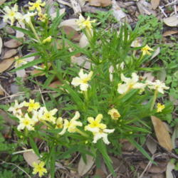 Location: Medina Co., Texas
Date: March 2007
Puccoon