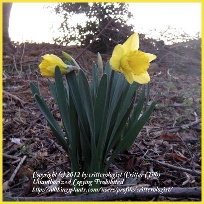 Photo of Trumpet daffodil (Narcissus 'Rijnveld's Early Sensation') uploaded by critterologist