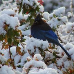 Location: My zone 3a garden
Date: 2010-10-15
Steller's Jay in my Toba Hawthorn after an early fall snow.