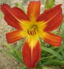 Photo of Daylily (Hemerocallis 'August Flame') uploaded by vic
