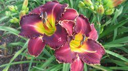 Photo of Daylily (Hemerocallis 'Playing with Sharks') uploaded by vic