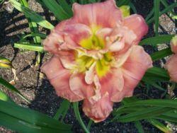 Photo of Daylily (Hemerocallis 'Rose Corsage') uploaded by vic