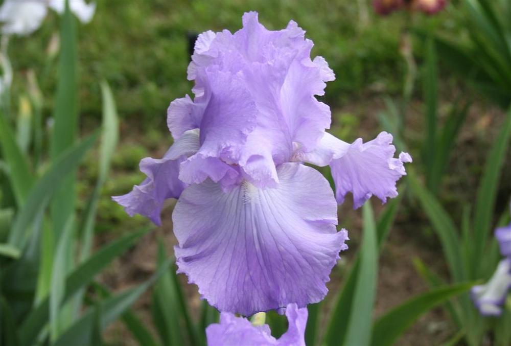 Photo of Tall Bearded Iris (Iris 'Perpetual Joy') uploaded by KentPfeiffer