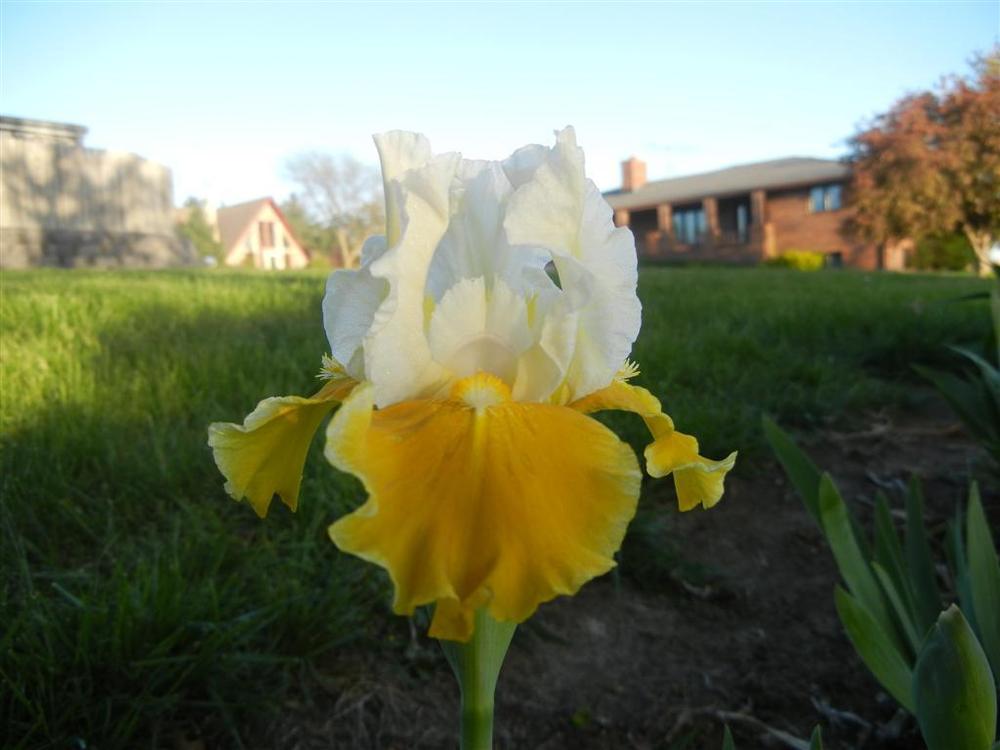 Photo of Intermediate Bearded Iris (Iris 'Protocol') uploaded by KentPfeiffer
