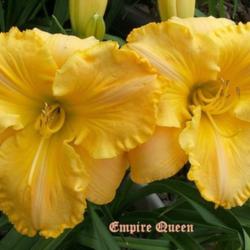 Location: Fort Worth Tx
Date: 2009-05-30
Daylily \"Empire Queen\"