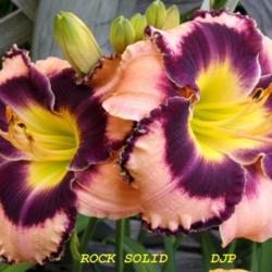 Location: Fort Worth Tx
Date: 2008-06-04
Daylily \"Rock Solid\"