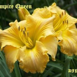 Location: Fort Worth TX
Date: 2009-06-12
Daylily \"Empire Queen\"