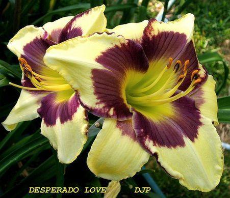 Photo of Daylily (Hemerocallis 'Desperado Love') uploaded by Ladylovingdove