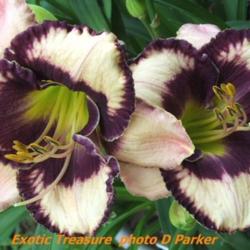 Location: Fort Worth Tx
Date: 2007-05-23
Daylily \"Exotic Treasure\"