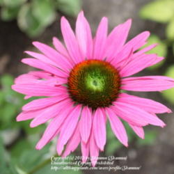 Location: Virginia
Date: 2011-06-16
Echinacea Green Eyes