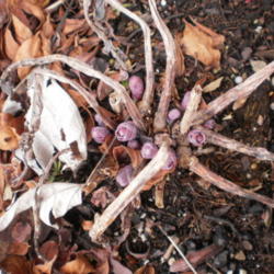 Location: Tennessee
Date: 2012-02-03
new stems emerging